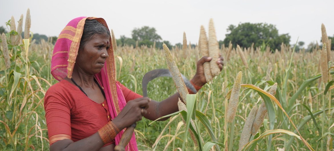 A woman farmer using a sickle to harvest pearl millet  in the state of Telangana, India. (2 October, 2011) 