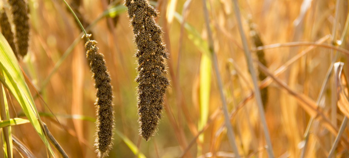 Foxtail millet. (8 November, 2017)