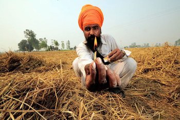 A farmer prepares to burn crop remnants in a field in Punjab, India.