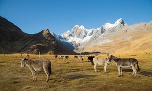 Dia Mundial do Meio Ambiente marca o início da Década das Nações Unidas da Restauração de Ecossistemas 2021-2030