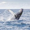 Biólogos marinhos descobriram que baleias capturam carbono da atmosfera.