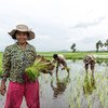 A farmer in Cambodia cultivates her rice crop.  