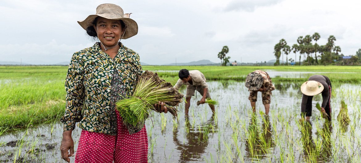 مزارعة في كمبوديا تزرع محصولها من الأرز.