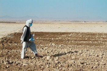 在阿富汗坎大哈，一位农民正在播种他从粮农组织分发处获得的小麦种子。