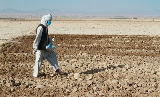 ФАО распределяет пшеницу среди фермеров Афганистана, чтобы те могли начать посевную.