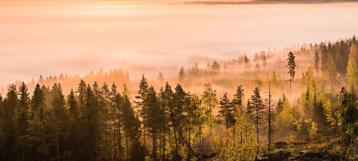 芬兰南部阿拉耶尔维的秋日朝霞。