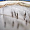 Лучшая защита от малярийных комаров - противомоскитные сетки и инсектициды