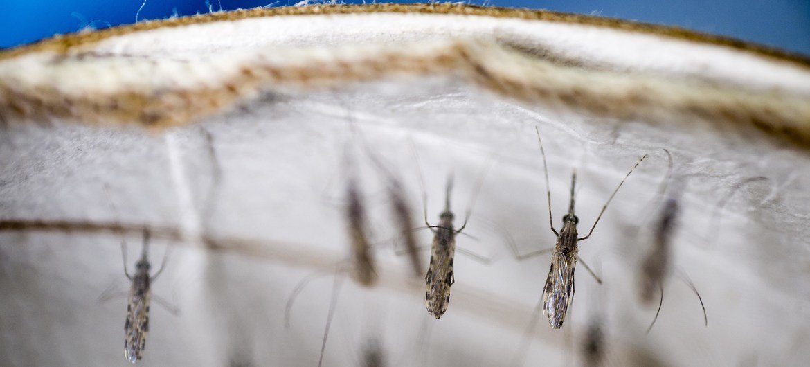 Лучшая защита от малярийных комаров - противомоскитные сетки и инсектициды