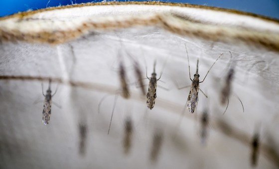 Anopheles mosquitos in the lab of the KEMRI/CDC research institute outside Kisumu, Kenya.