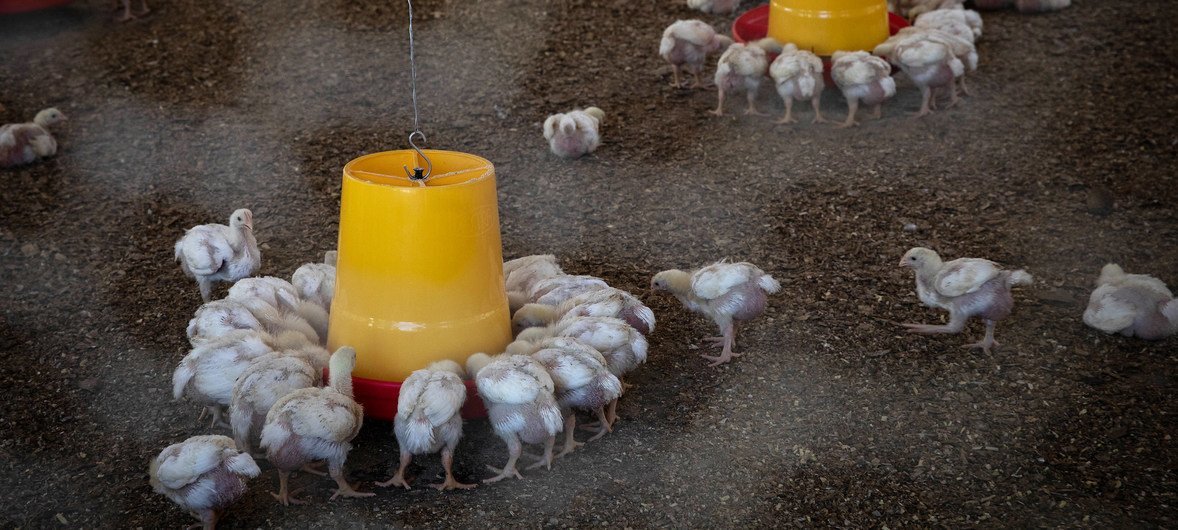 A ce jour, plus de 2.900 poulets du projet d’élevage et de formation en techniques avicoles de la prison civile de Hinche en Haïti ont déjà été vendus au sein des communautés environnantes.