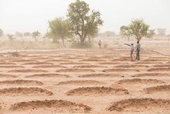 A field with mid-moon dams used to save water in the coming rainy season in Burkina Faso.