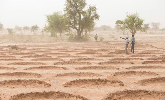 A field with mid-moon dams used to save water in the coming rainy season in Burkina Faso.