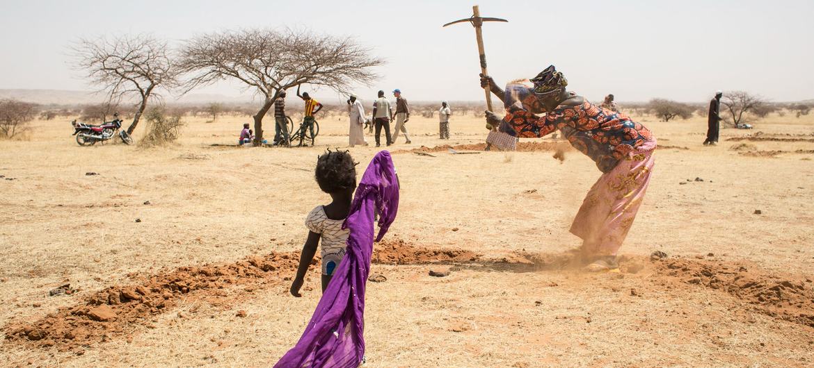 Des femmes creusent des sillons en forme de demi-lune  pour économiser l'eau, au Niger.