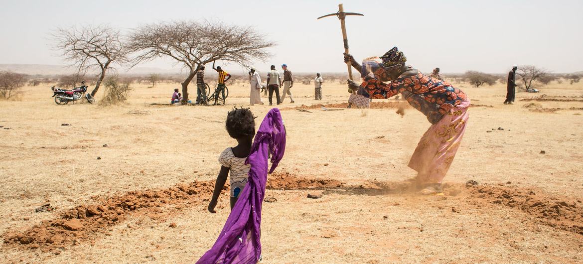 Des femmes creusent des sillons en forme de demi-lune pour économiser l'eau, au Niger.