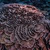 Um dos maiores arrecifes do mundo descoberto no Taiti: corais tem formato de rosas. 