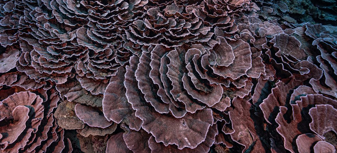 L’état impeccable de ces coraux en forme de rose au large des côtes de Tahiti et leur étendue en font une découverte de grande valeur.