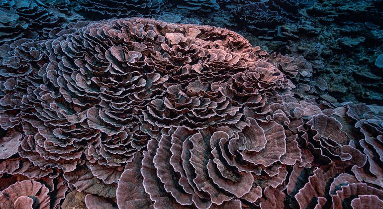 El arrecife de coral se ha descubierto en la costa de Tahití en la Polinesia francesa