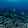 दुनिया भर की अधिकाँश प्रवाल भित्तियाँ लगभग महासागर में 25 मीटर तक की गहराई तक ही स्थित हैं.