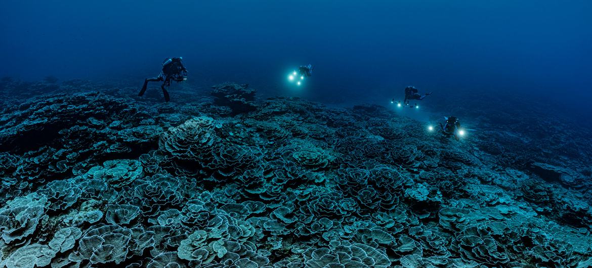 Rare coral reef discovered near Tahiti is ‘like a work of art’, says diver