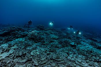 Recientemente, una misión ciéntifica de la UNESCO descubre un hermoso y raro arrecife de coral, en la costa de Tahití. Se trata del mayor en el mundo. 