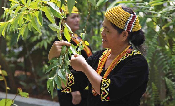 Indigenous communities in Malaysia have long been the guardians of the natural environment in the southeast Asian country. 