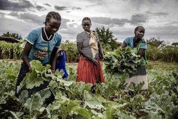 Women farmers collect their harvest in Amudat, Uganda.