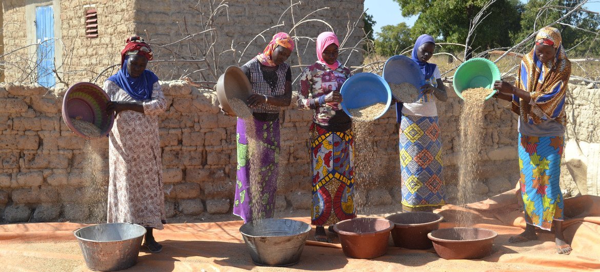 Women winnowing millet in  Sololabougouda village, Sikasso, Mali. 