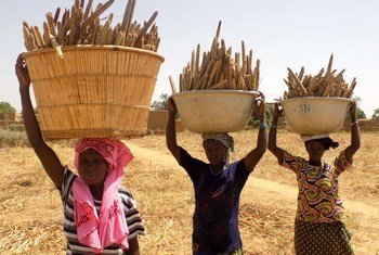 Women carrying pearl millet  harvest home in Mali.
