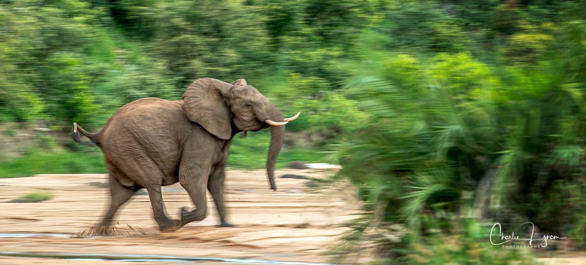 Running elephant.