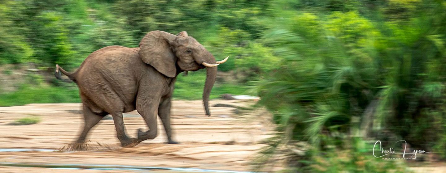 Running elephant.