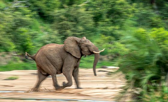 Un elefante corriendo. 