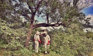 Tres personas del equipo de Elephants Alive inspeccionan una colmena en un árbol.