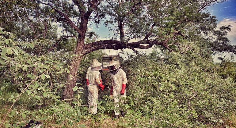 Tres personas del equipo de Elephants Alive inspeccionan una colmena en un árbol.