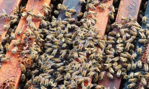 Tanto las abejas obreras como las abejas reinas son todas hembras trabajadoras.