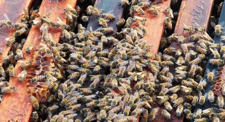 Worker bees and the queen bees are all hard-working females.