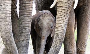 Protección paquiderma: unas madres elefante protegiendo a su bebé.