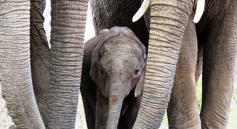Protección paquiderma: unas madres elefante protegiendo a su bebé.