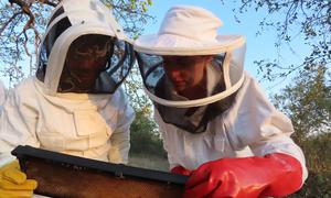Jess and Nocry inspect the hive frame: Hive health and maintenance.