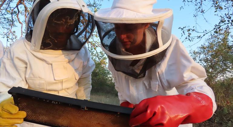 Jess y Nocry inspeccionan el panel de la colmena para asegurarse de la salud y mantenimiento de la colmena.