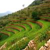 El sistema de terrazas de piedra de las tierras áridas de Shexian es un sistema agrícola de secano que data del siglo XIII.