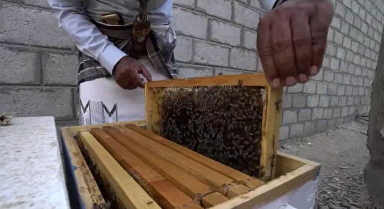 يحظى العسل اليمني بتقدير عالمي، وتعود تقاليد تربية النحل في البلاد إلى قرون.