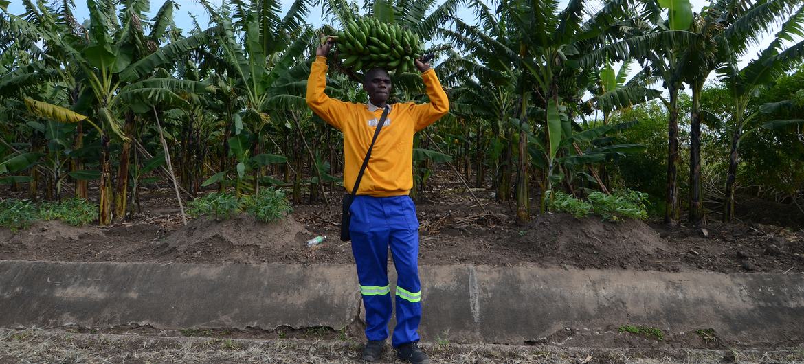 Samuel Mujyambere, do Burundi, apostou na banana como cultura principal