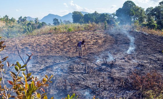 In Madagascar, galore  farmers proceed  to pain  their fields successful  bid   to hole   for the adjacent  harvest.  