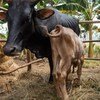 Ng'ombe mweusi na ndama wake wa kahawia hafifu wamesimama pamoja katika zizi la mashambani nchini Burundi, wamezungukwa na mimea ya ndizi na nyasi.