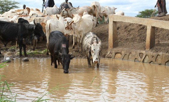 Cattle-raising is a common activity in northeast Uganda. 
