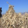 A farmer uses conservation agriculture to grow maize in Lesotho.