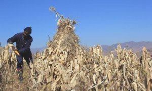A farmer uses conservation agriculture to grow maize in Lesotho.