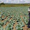 Uma agricultora e um extensionista agrícola estão em um campo de repolhos. O extensionista, usando máscara, segura um cartaz com informações de segurança.
