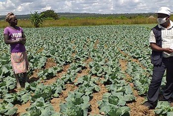 Uma agricultora e um extensionista agrícola estão em um campo de repolhos. O extensionista, usando máscara, segura um cartaz com informações de segurança.