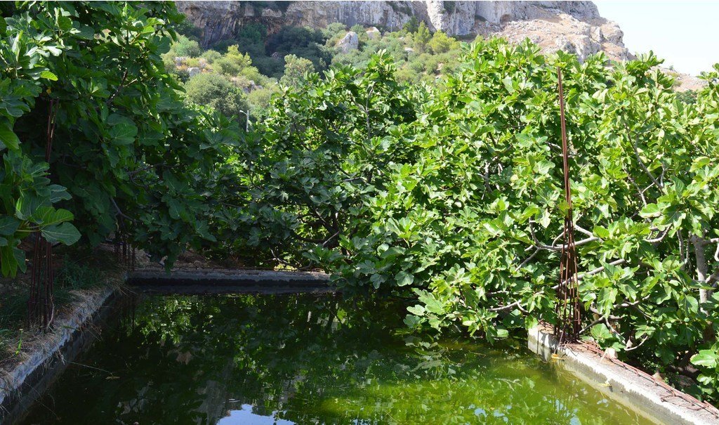 Un bassin d'eau dans les jardins suspendus du Djebba El Olia, en Tunisie.